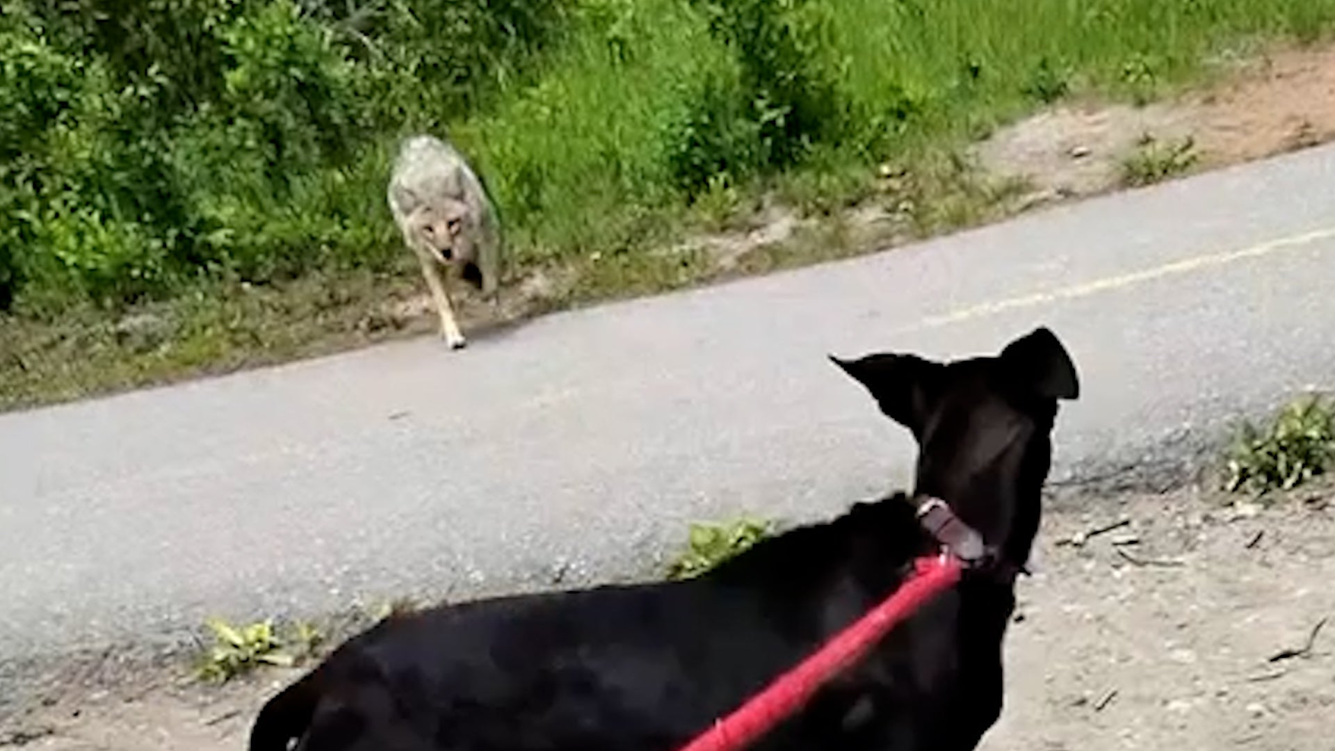Owner defends friendly pup from fearless coyote