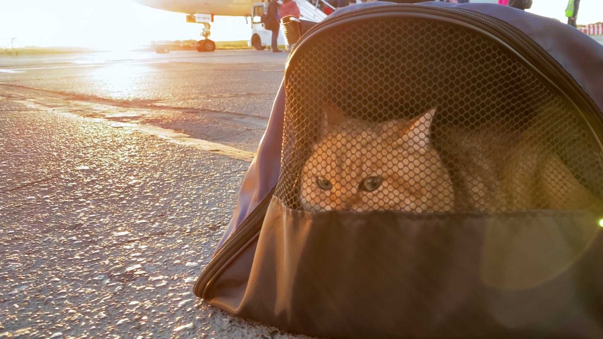 This temperature means trouble for flying with your pet
