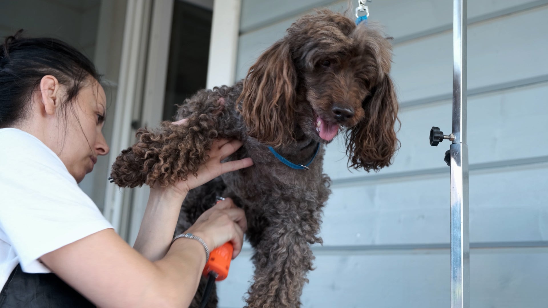 Should you shave your dog in summer? Myth: Busted