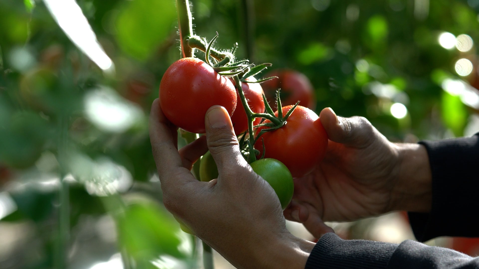 Why tomato prices are suddenly skyrocketing