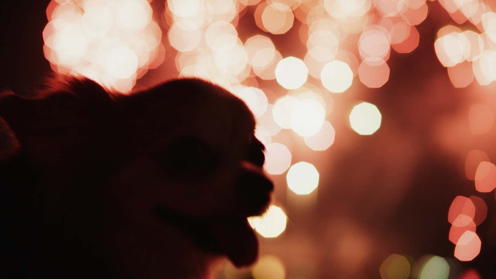 How to keep your pets safe and sane during fireworks
