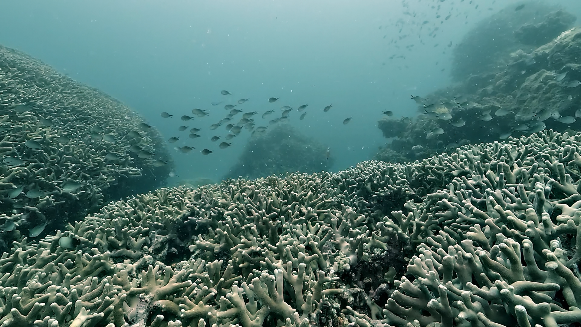 From The Expert: How Heat Waves Kill Coral Reefs