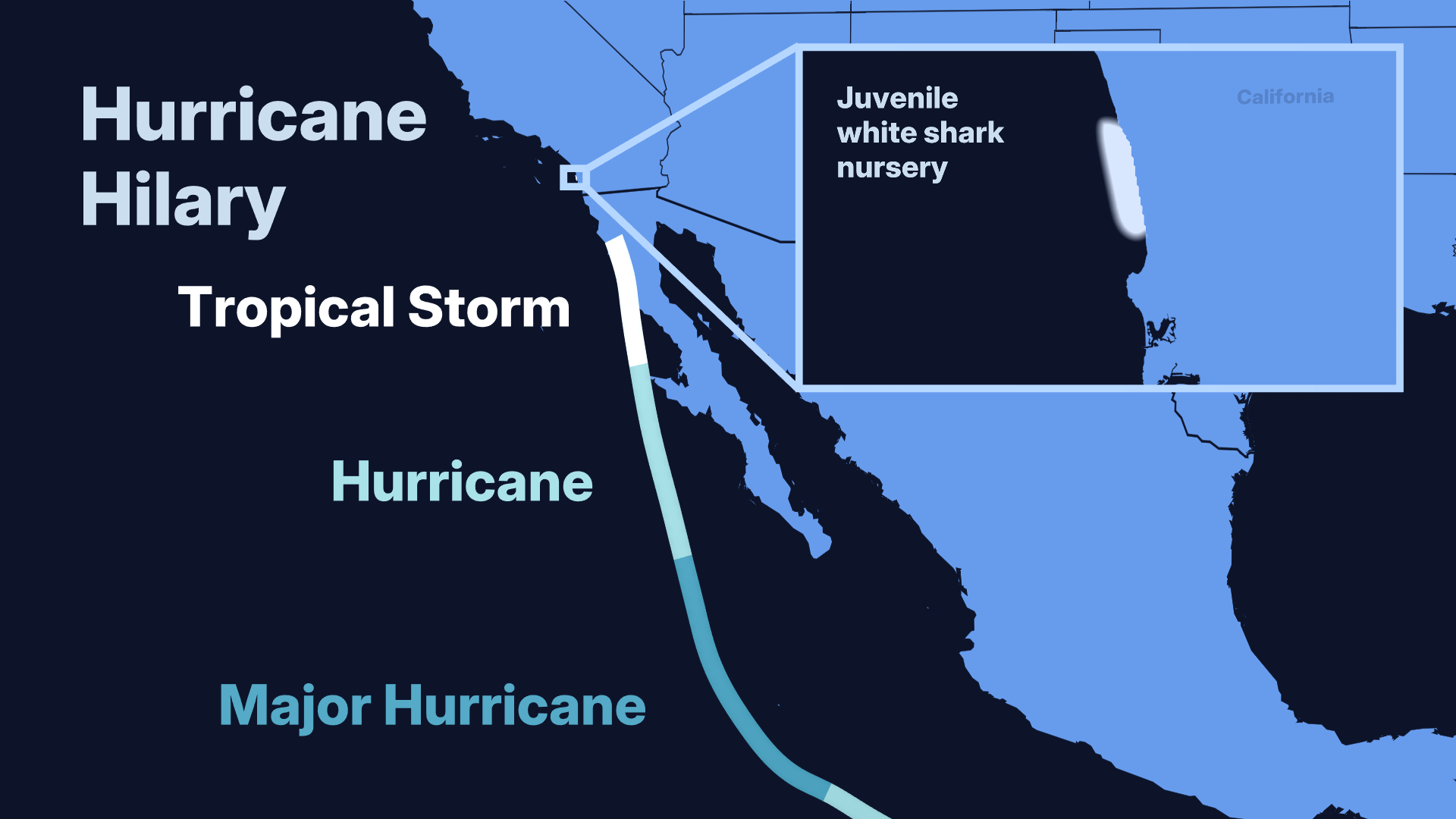 Map showing Hurricane Hilary's projected path along Baja California, with an inset highlighting a juvenile white shark nursery near the California coast
