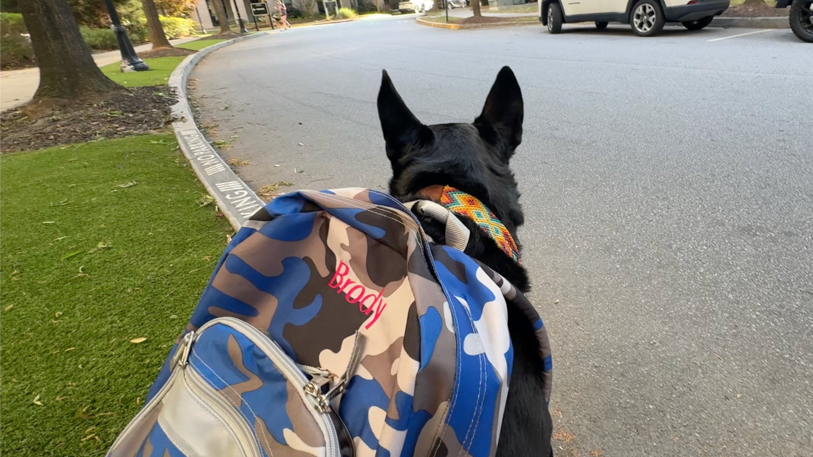Black dog wearing colorful color sits on the curb with a blue camo backpack that says "Brody" in pink letters