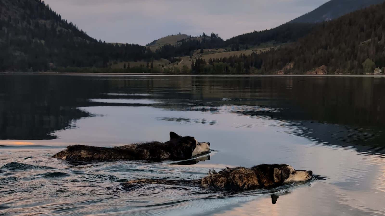 Watch 2 huskies crush their first long-distance swim
