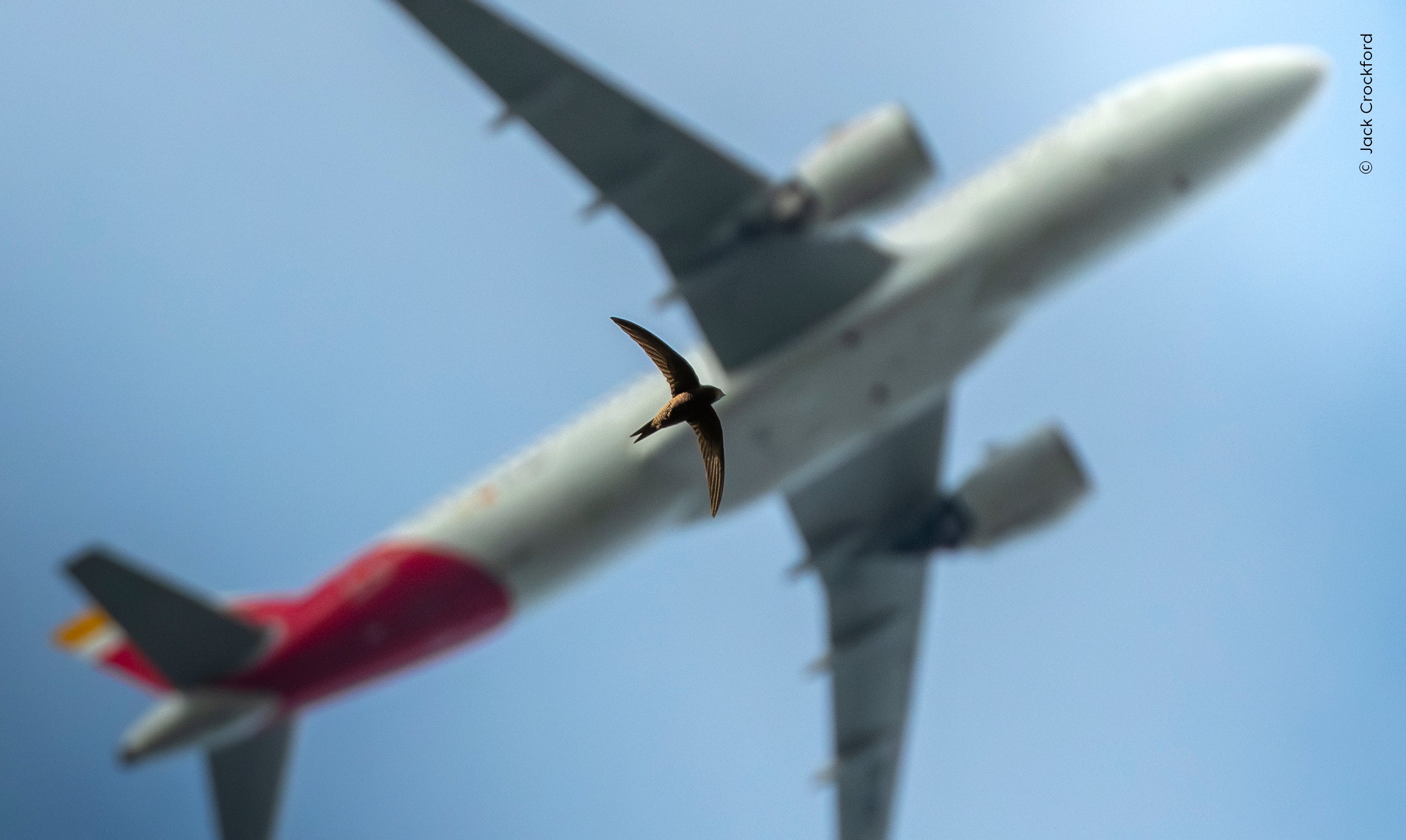 Jack Crockford (UK) watches as a low-flying swift passes by, its shape echoed by an incoming plane to Heathrow Airport.