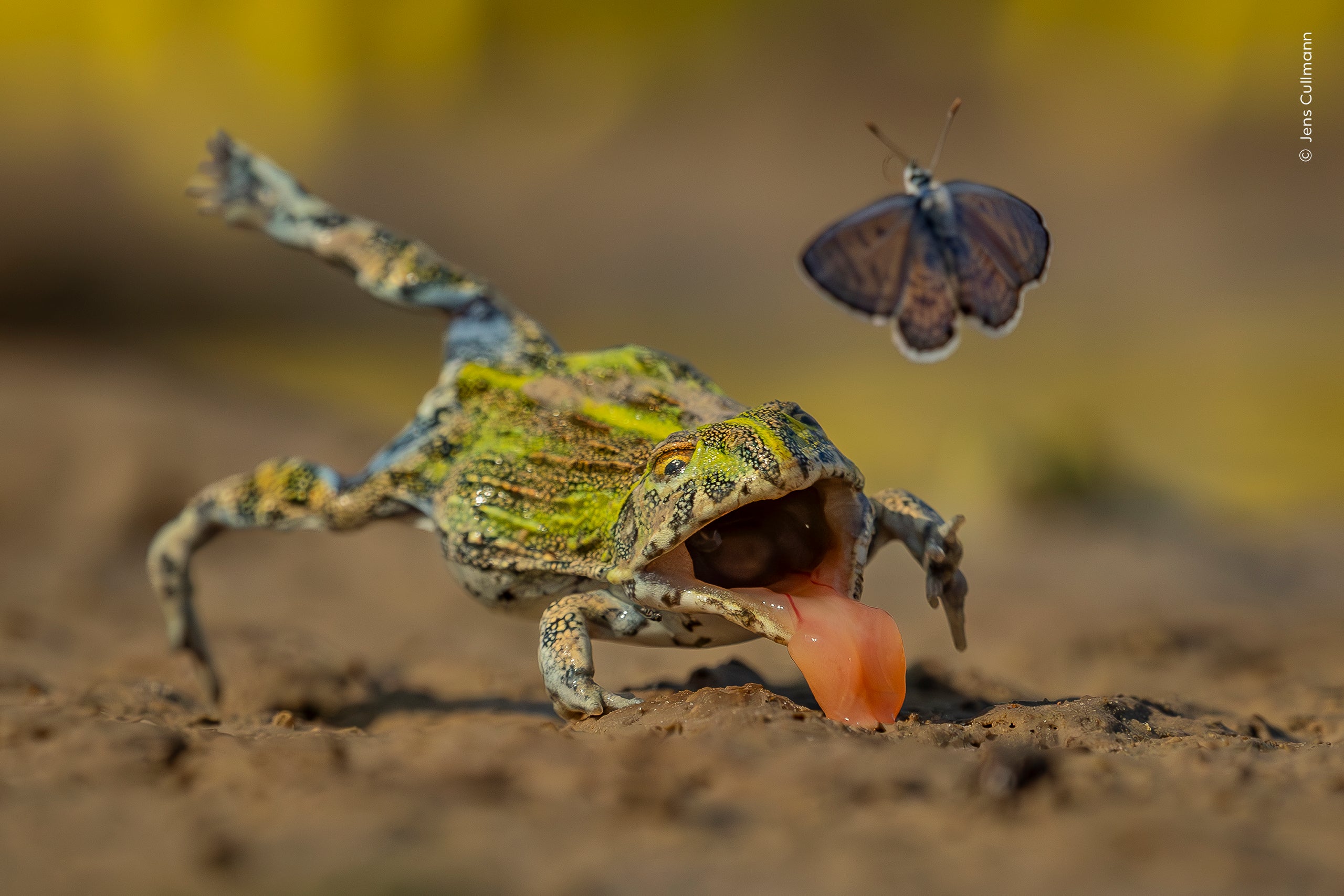 Jens Cullmann (Germany) gets eye-level with an African bullfrog as it lunges for an African babul butterfly – and misses