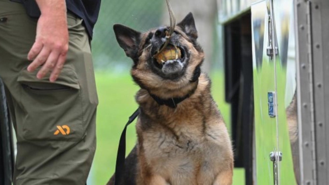 Dog