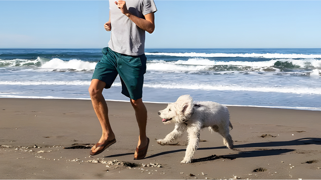 Man jogging on beach with small white fluffy dog running alongside him near ocean waves