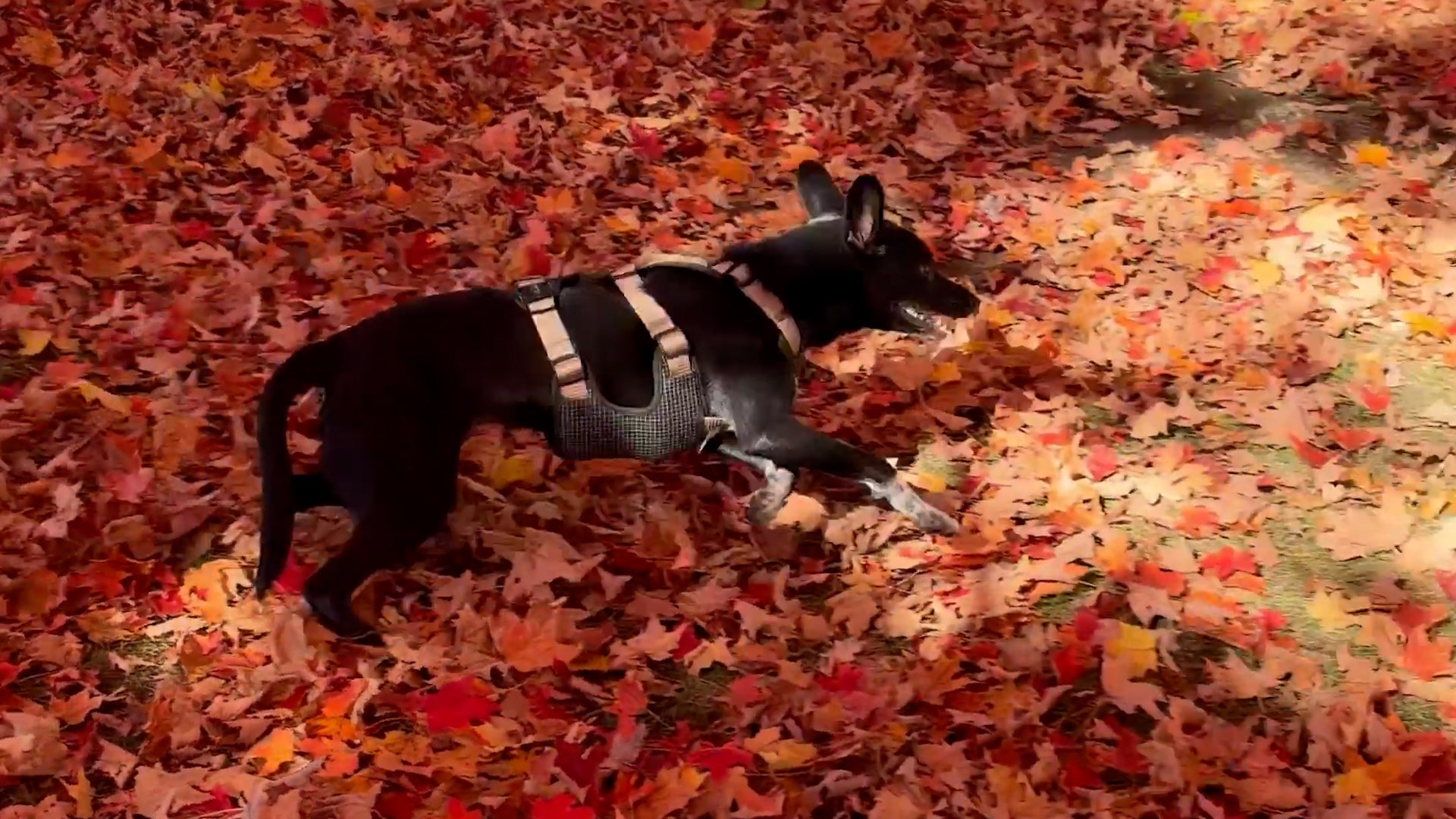 Adorable dog gets the zoomies among colorful New England leaves