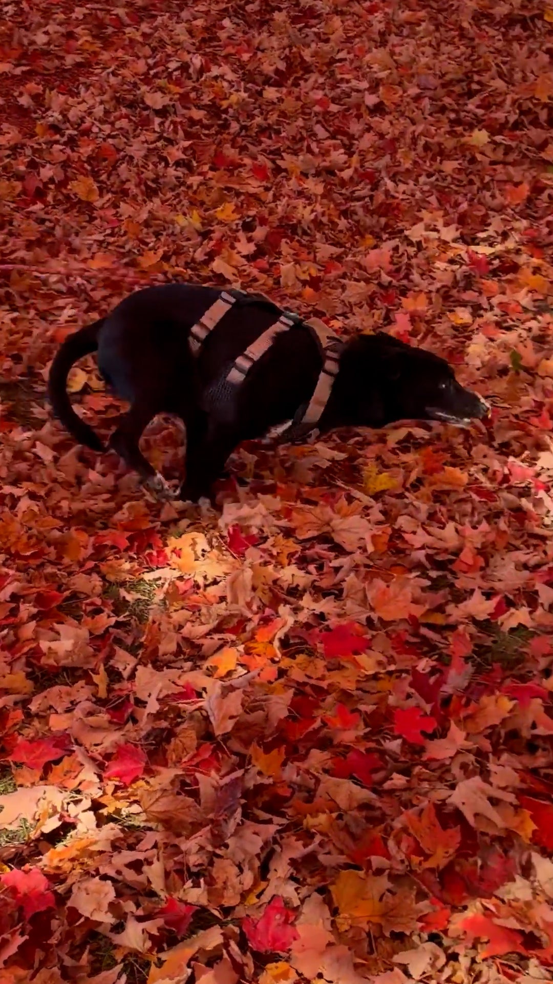 Dog gets zoomies in fall leaves