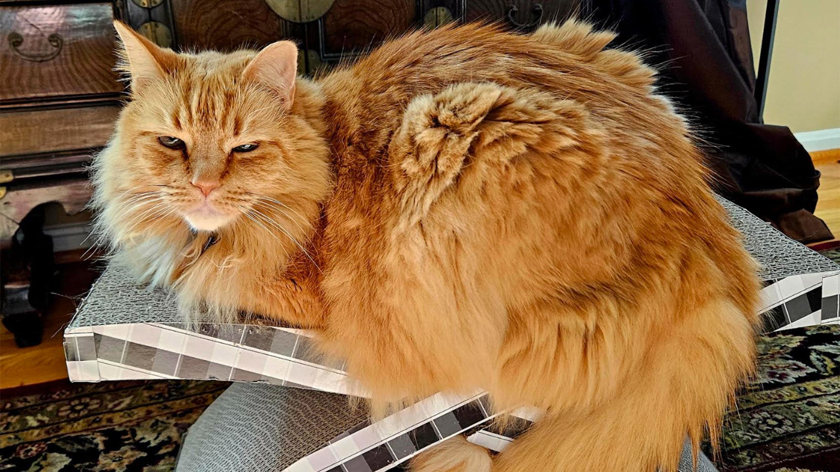 a cat