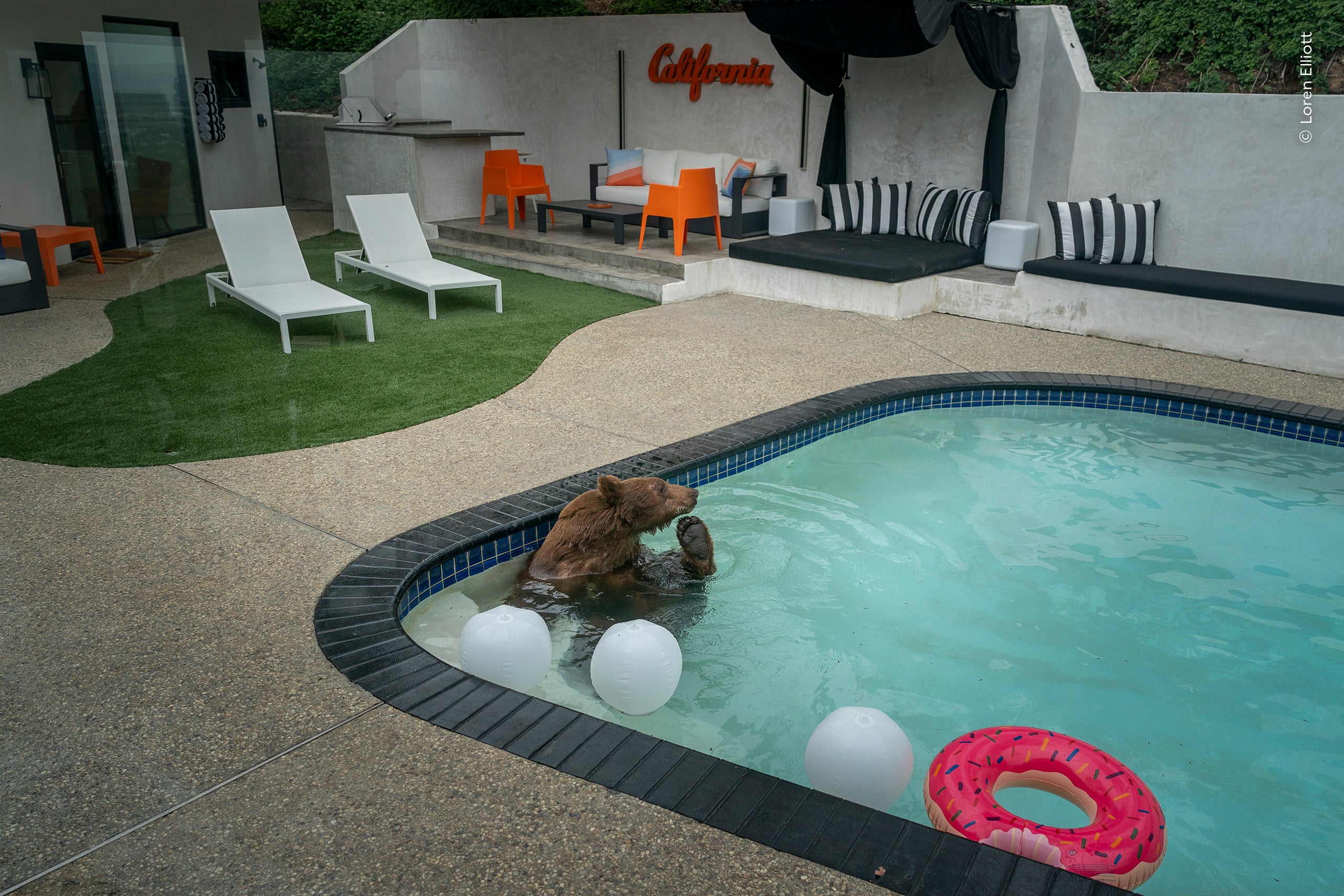 Loren Elliott (USA) observes a black bear stopping for a dip in a southern California pool.