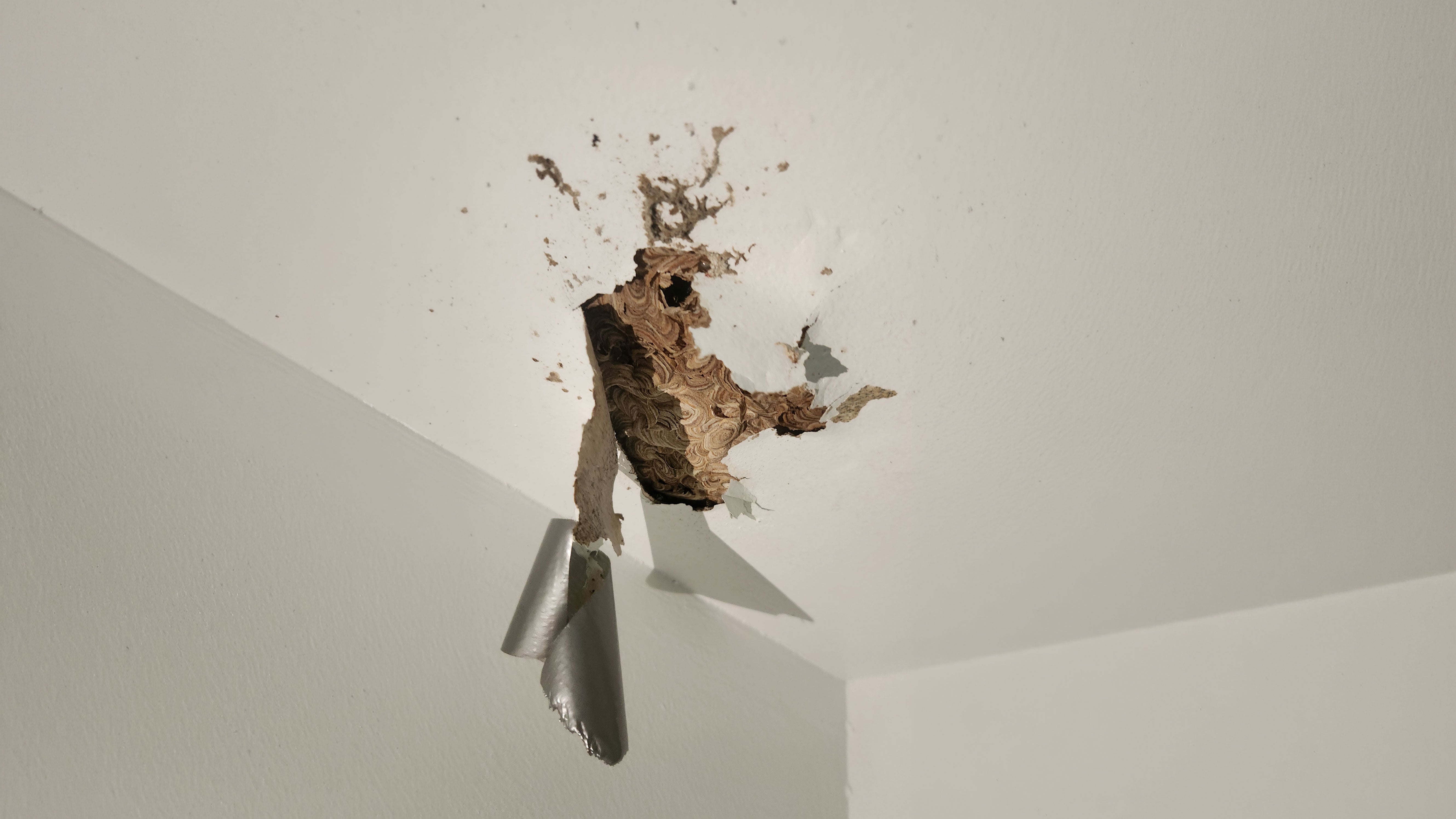 The yellow jacket nest in The Weather Channel producer Madie Homan's ceiling.