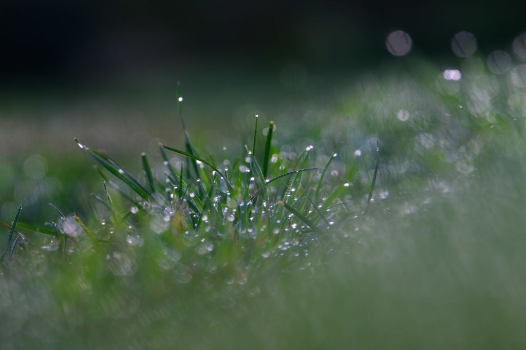 Morning Dew