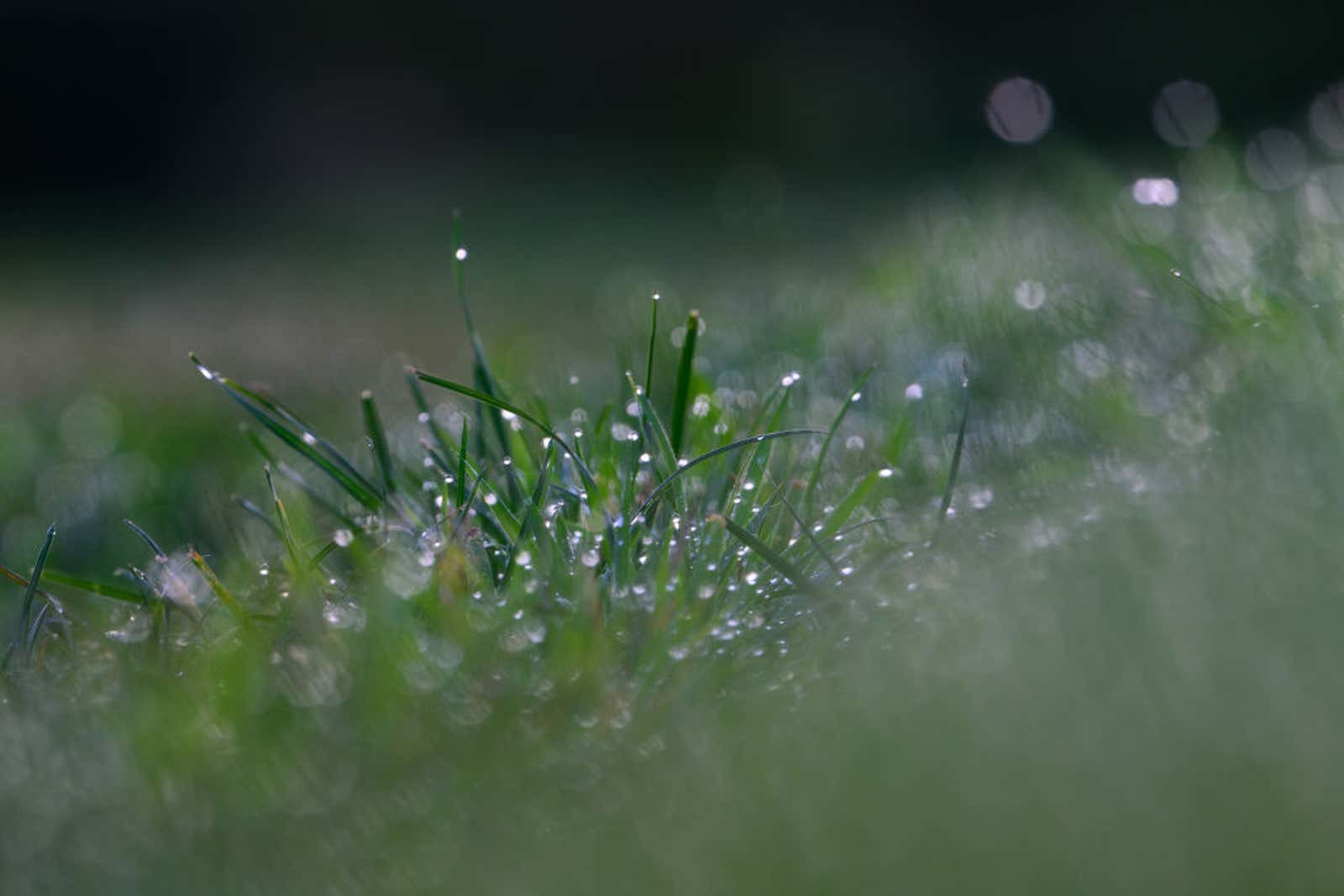 Morning Dew