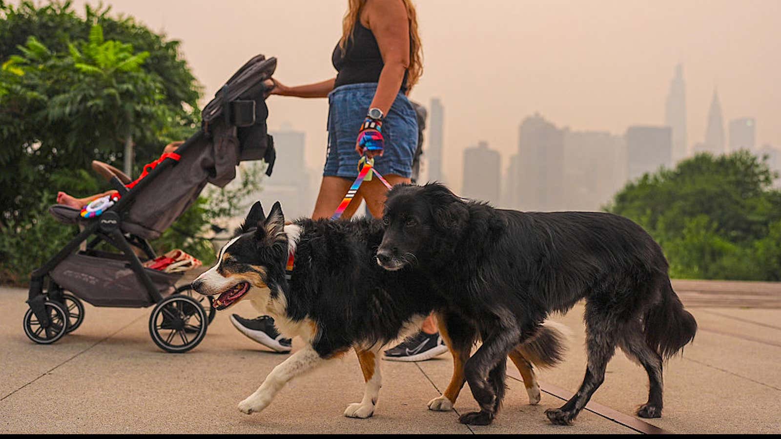 Wildfire smoke can hurt your pet before you notice