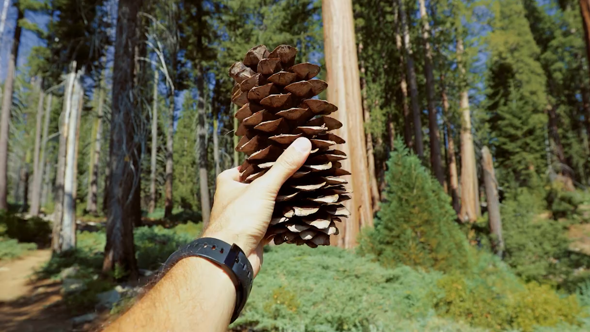 Pine cone weather: what open and closed scales actually mean
