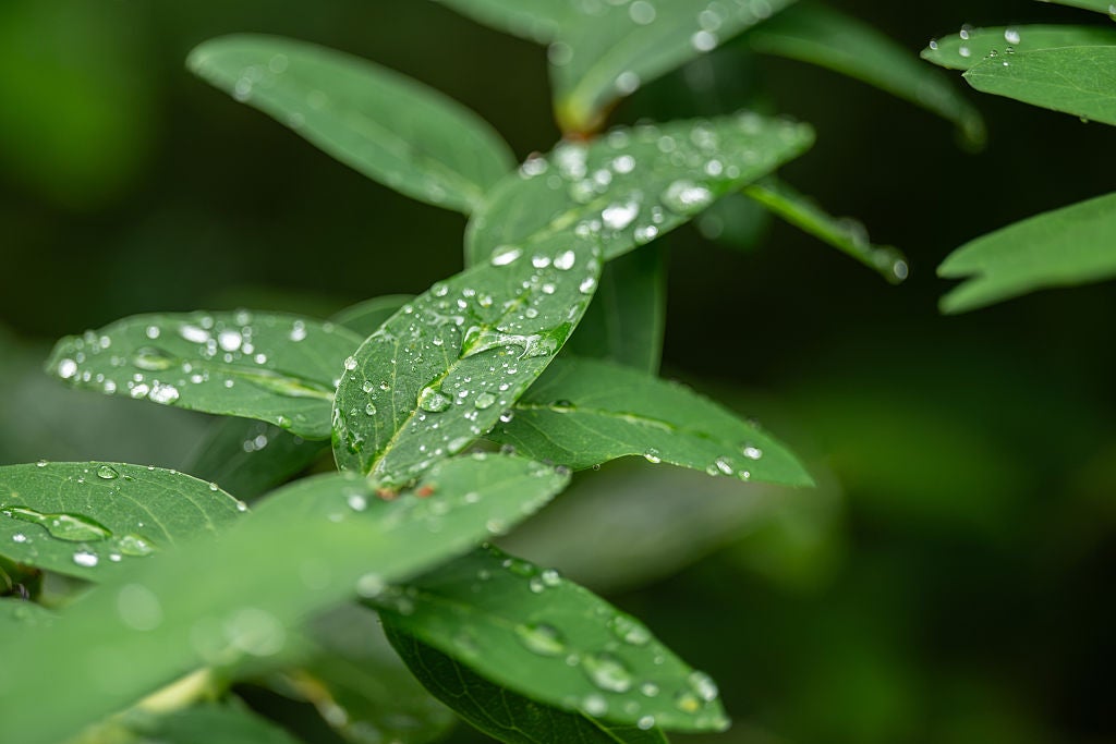 Plants with water