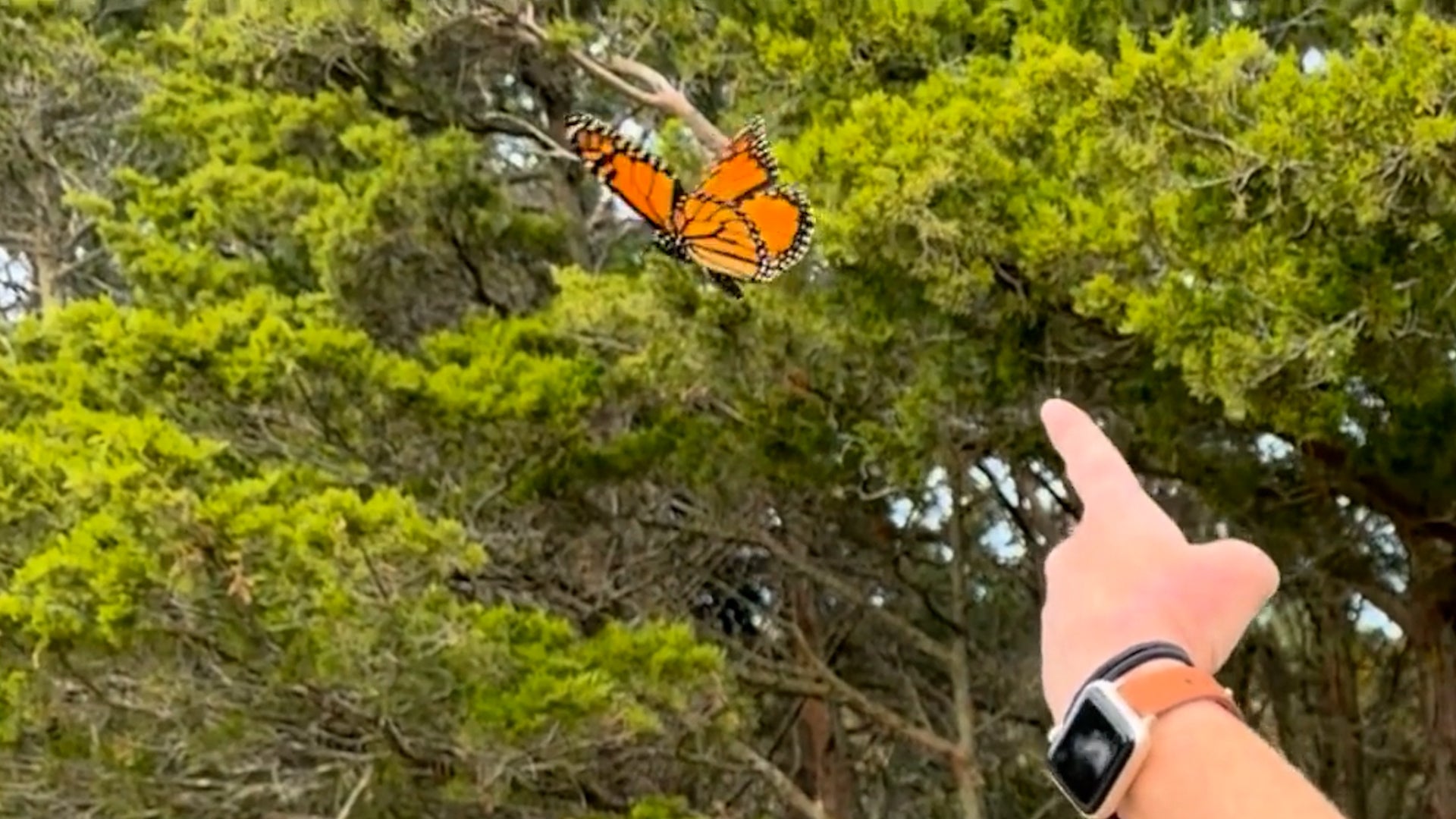 Monarch butterflies ride cold front 800 miles over Gulf