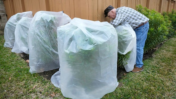  Ricky Hernandez covers his plants with plastic as he prepares for a forecasted freeze.
