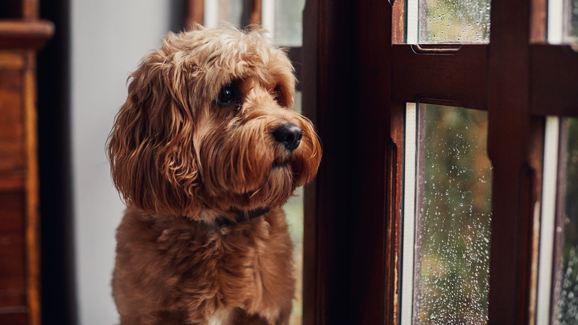 Ruff weather means bored dogs