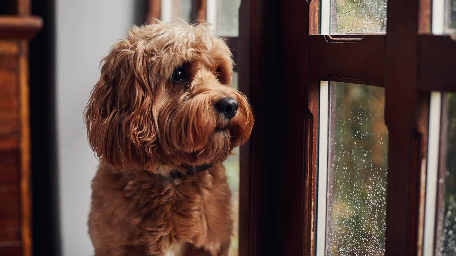 Ruff weather? Here’s how to keep your dog busy inside