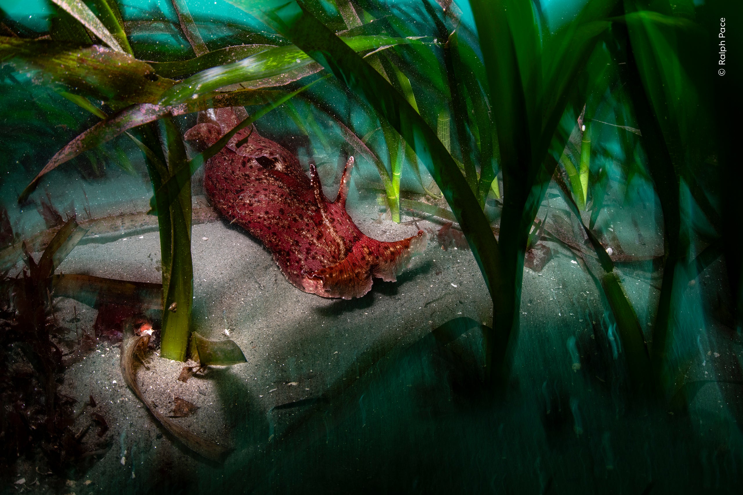 Ralph Pace (USA) glimpses a sea hare gliding through an eelgrass meadow in Monterey Bay.