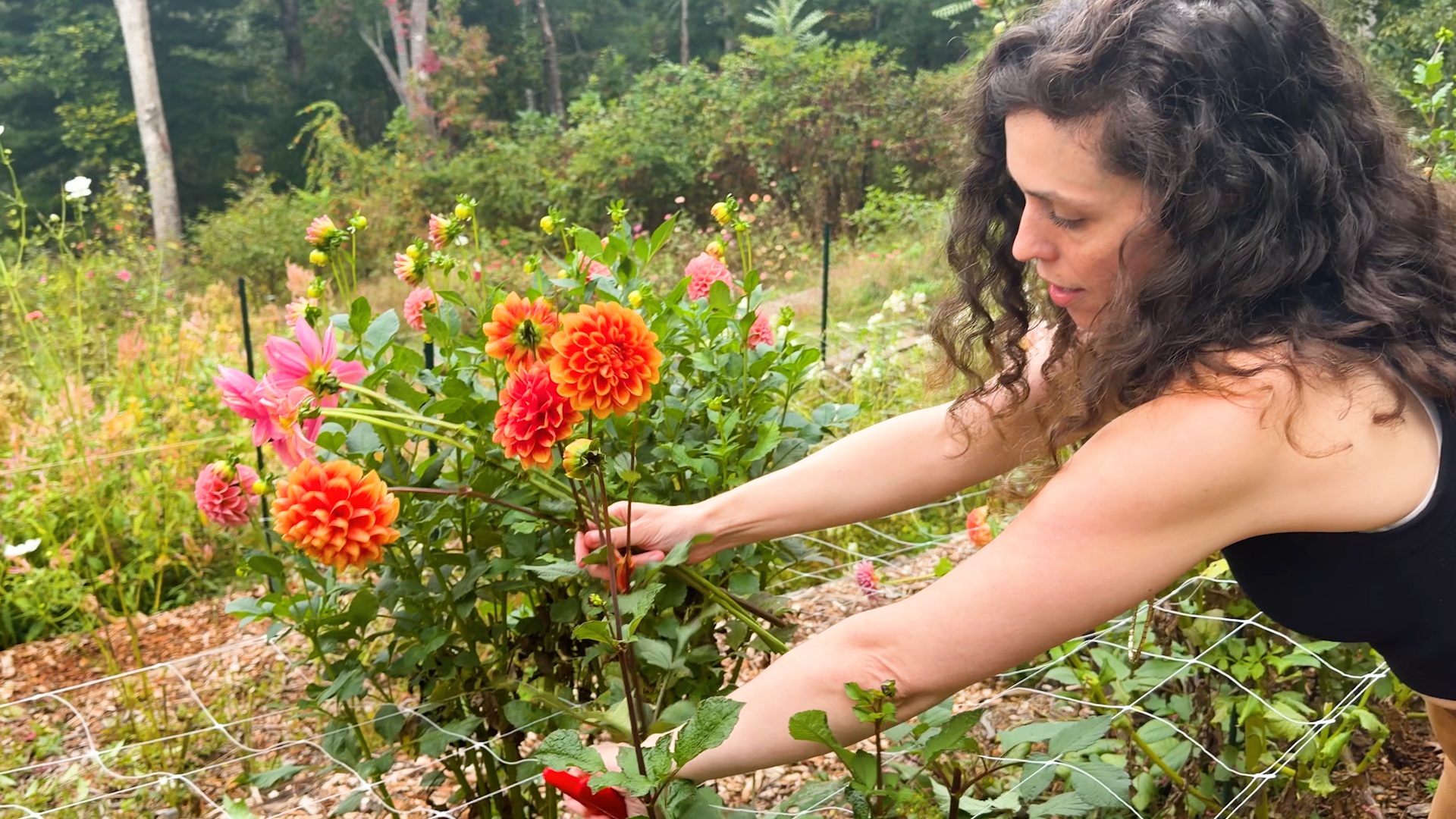 What is regenerative farming? How to start it in your own backyard
