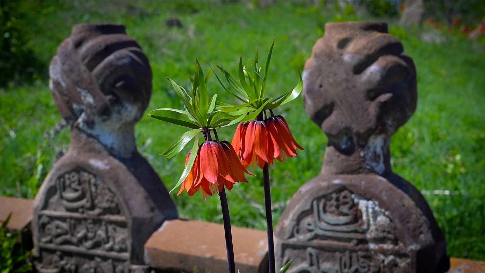 Rare Upside-Down Tulips Draw Crowds To A Cemetery