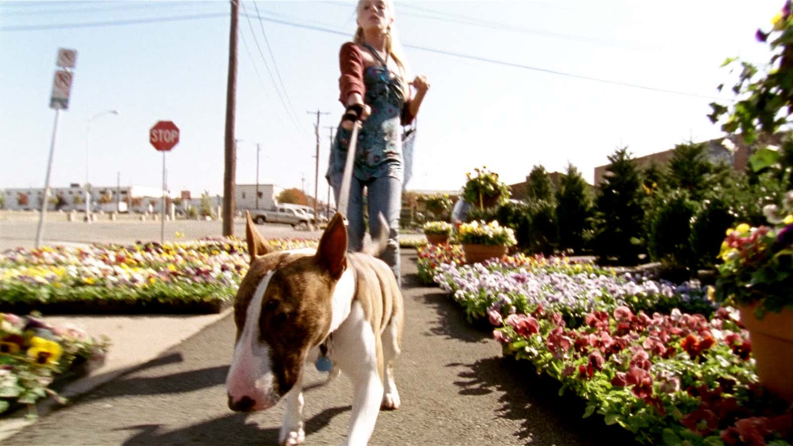 This Simple Weather Check Could Protect Your Dog This Summer