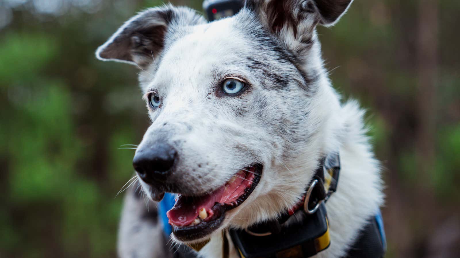 Dog That Rescued 100 Koalas From Disasters Has Retired
