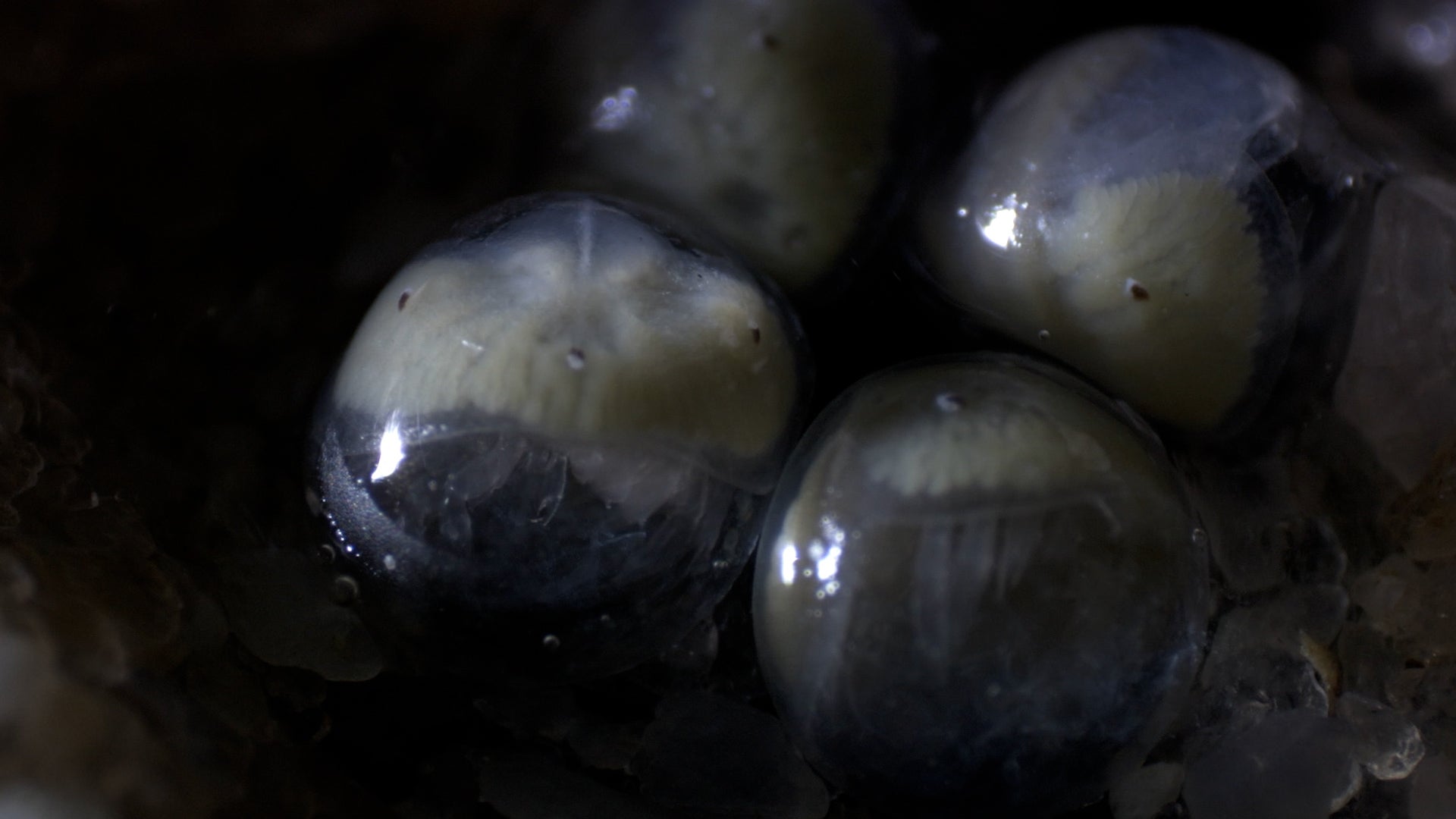 Under the full moon, thousands of 'living fossils' emerge