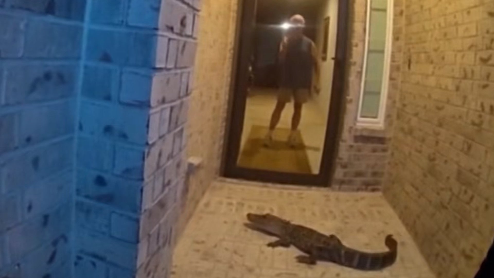 Heavy rains force alligator onto Texas porch