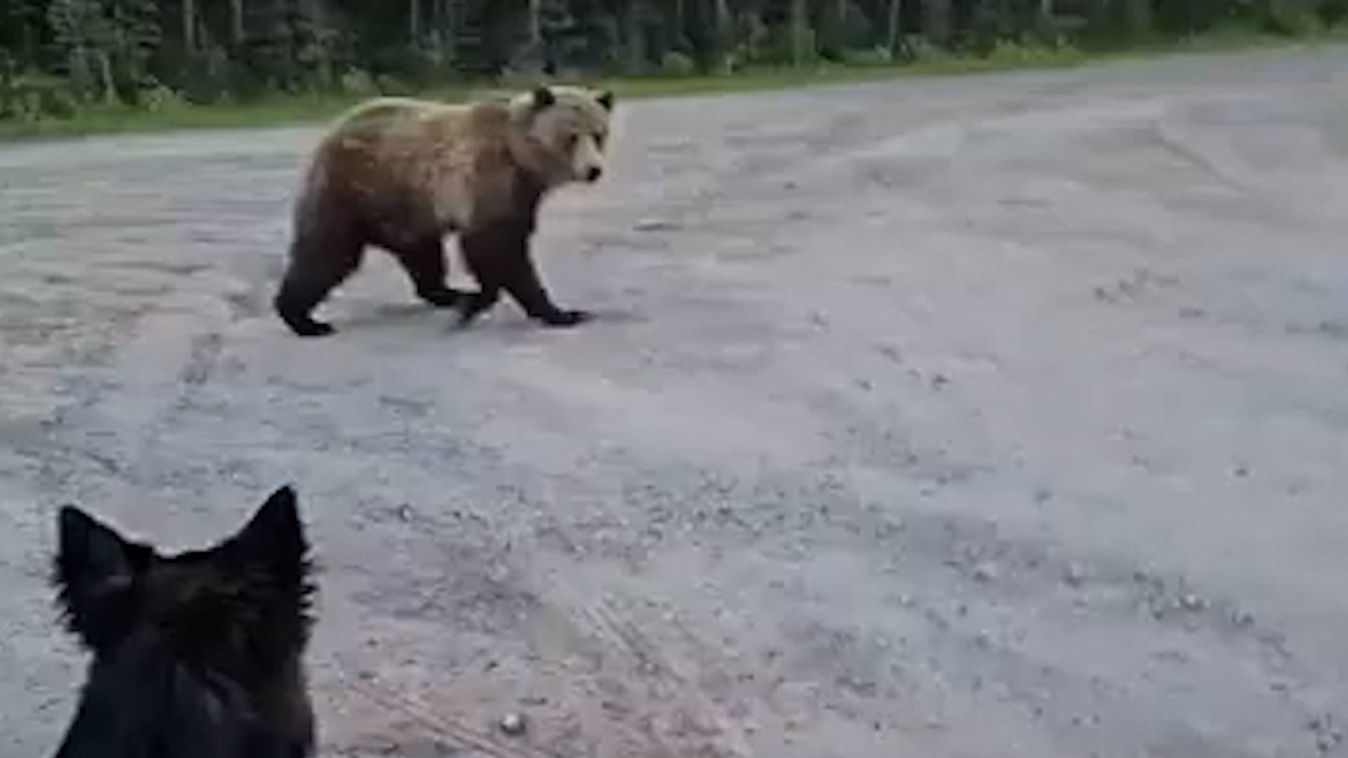 Woman captures breathtaking video as grizzly aggressively stalks her