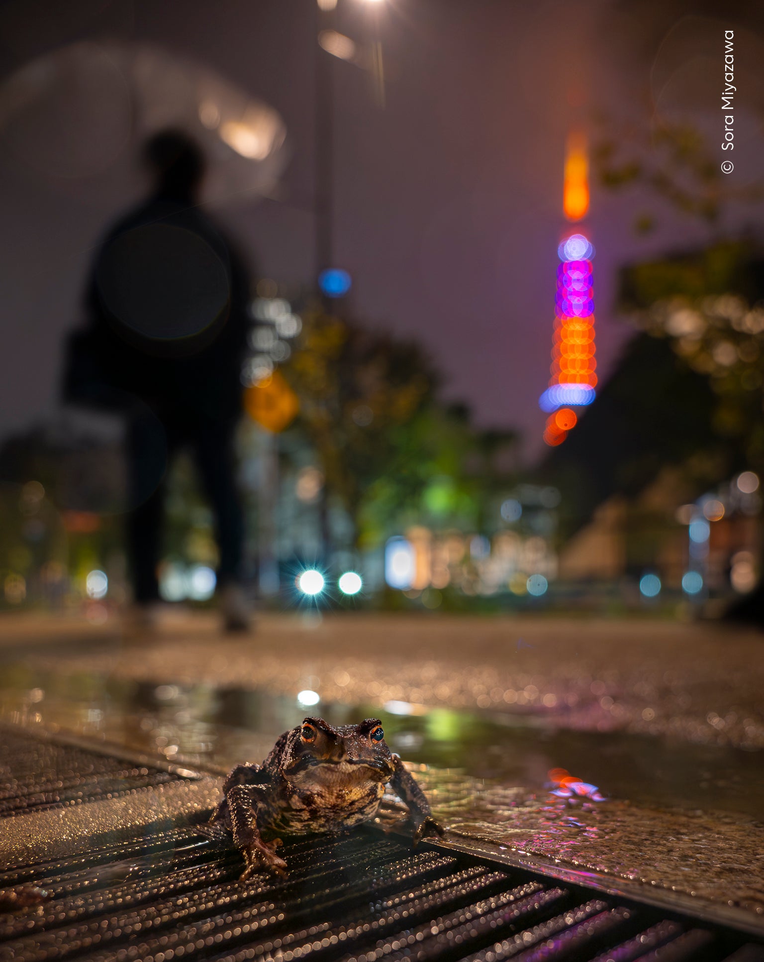 Sora Miyazawa (Japan) focuses on an Eastern Japanese toad as it wanders  through the street after a rainfall.