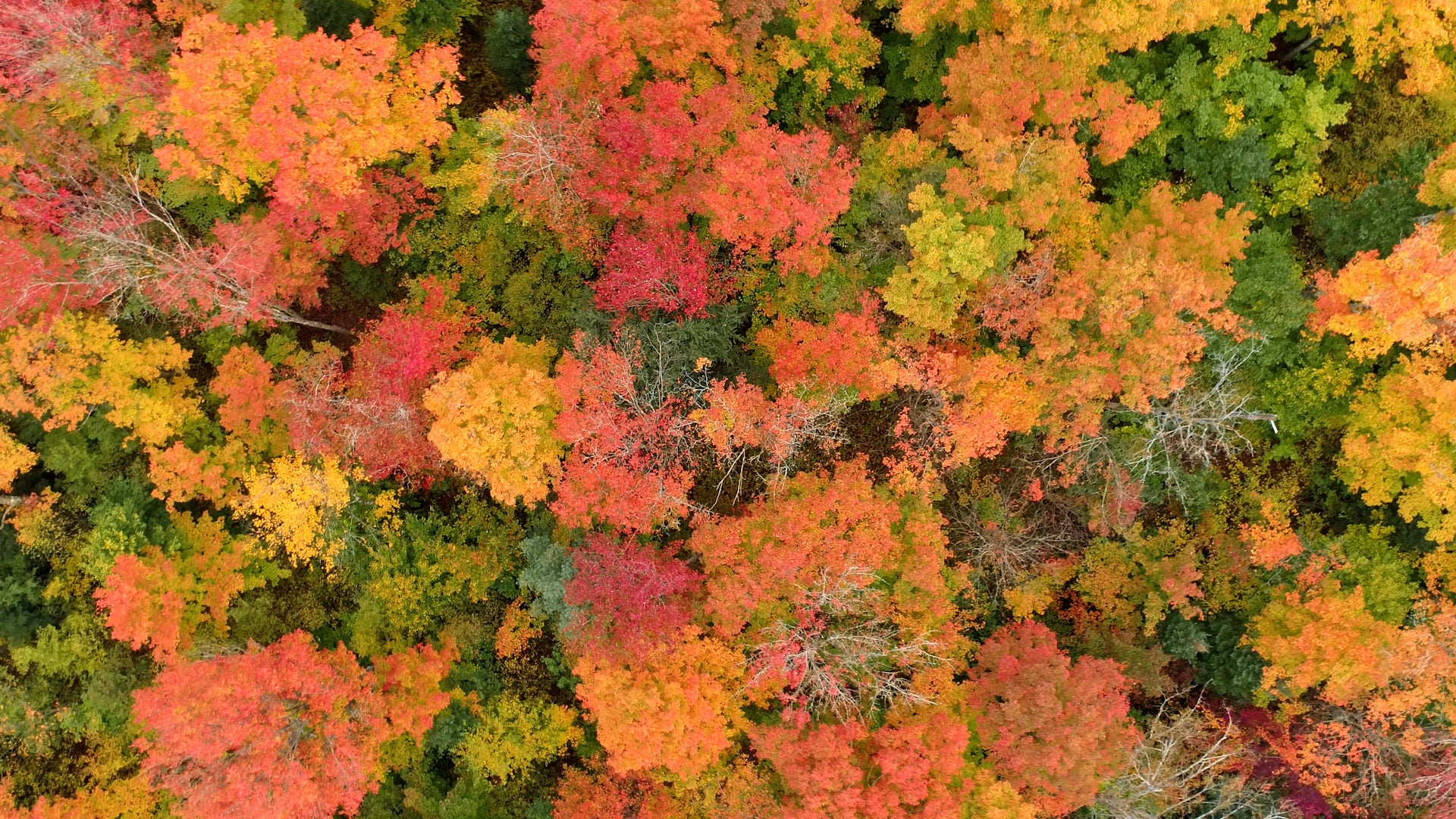 Why leaves change color in fall &mdash; and how it&rsquo;s good for you