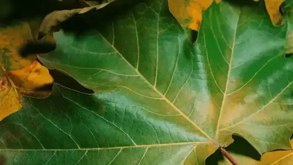 Why leaves change color in fall &mdash; and how it&rsquo;s good for you