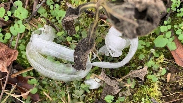 Hard freeze could grow frost flowers near Nashville and Louisville