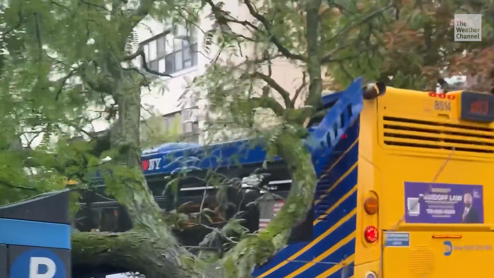 Storms topple massive tree onto New York City bus