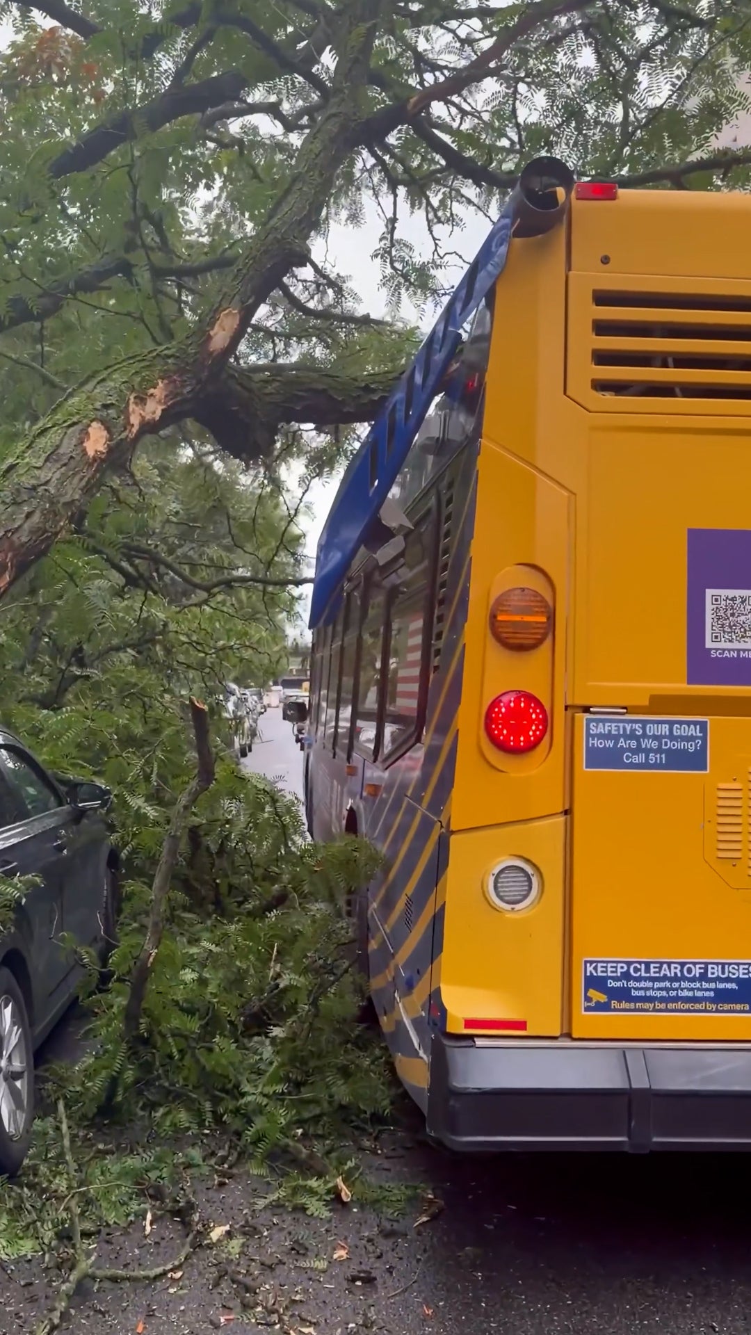 Huge tree crashes onto NYC bus