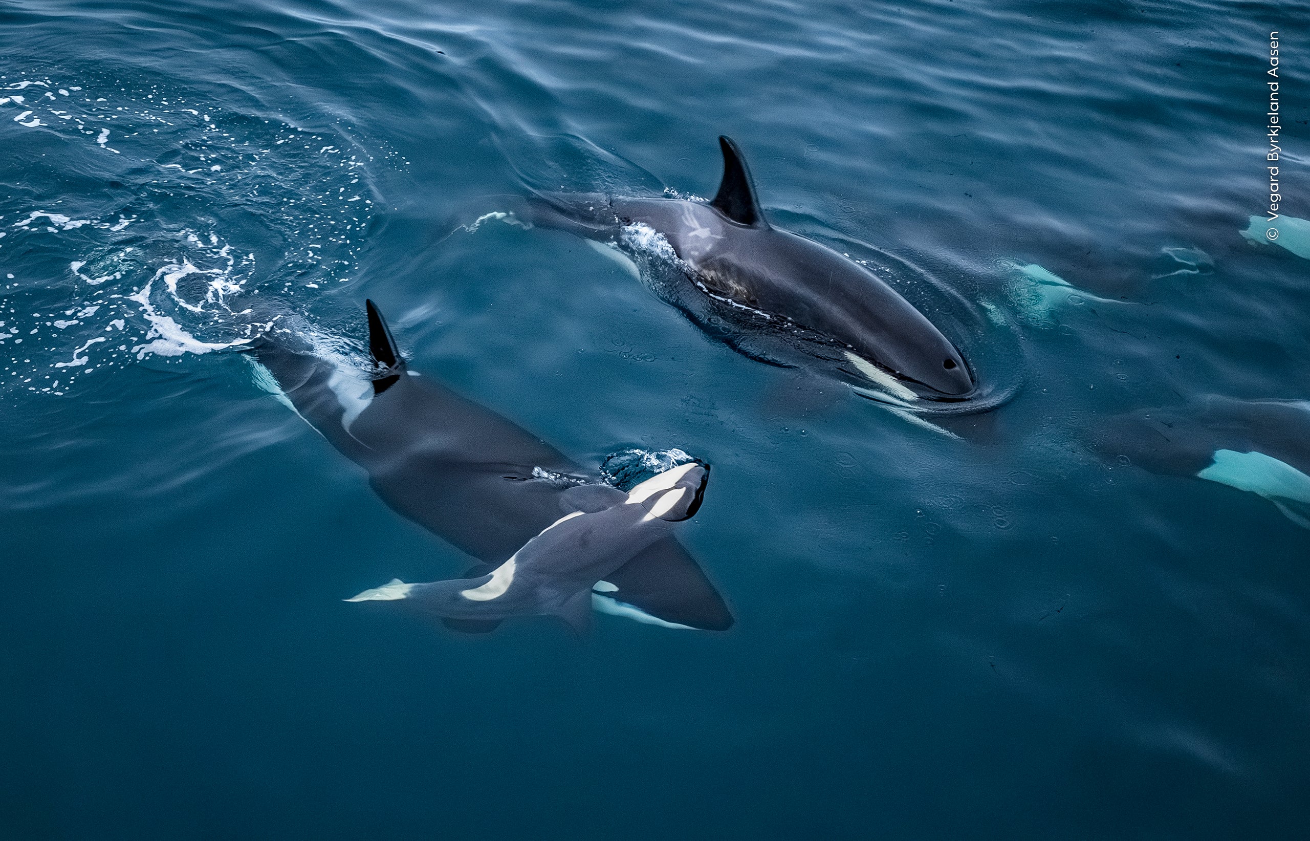 Vegard Byrkjeland Aasen (Norway) watches an adult orca supporting the body of a calf in the freezing waters of a Norwegian fjord.