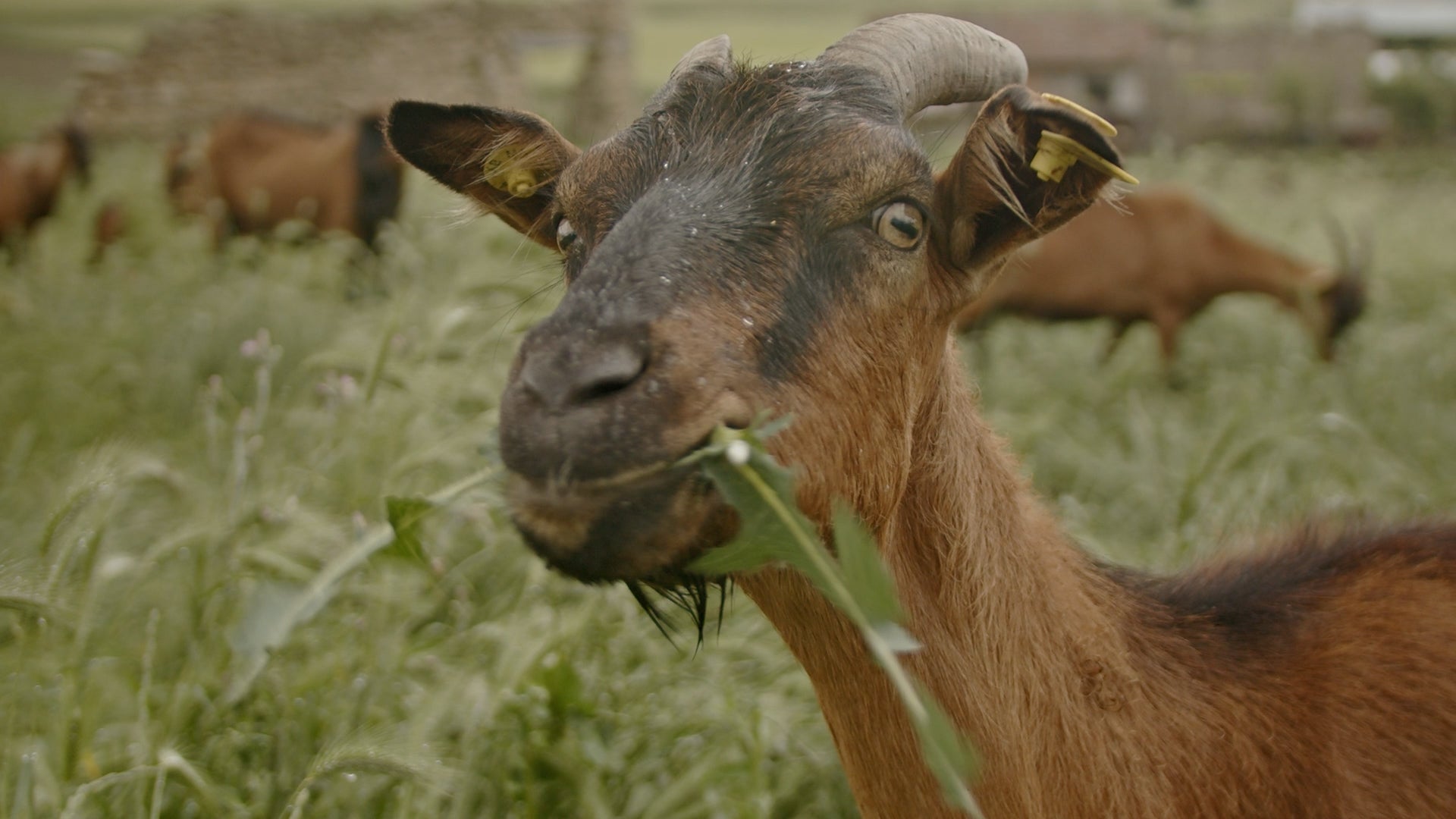 Why goats are the unsung heroes of wildfire prevention