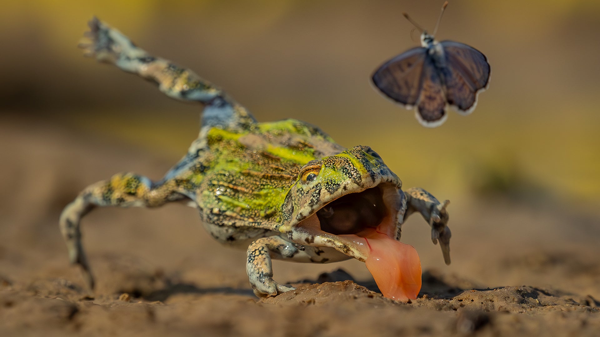 Wildlife Photographer of the Year 2026: a first look at the winners