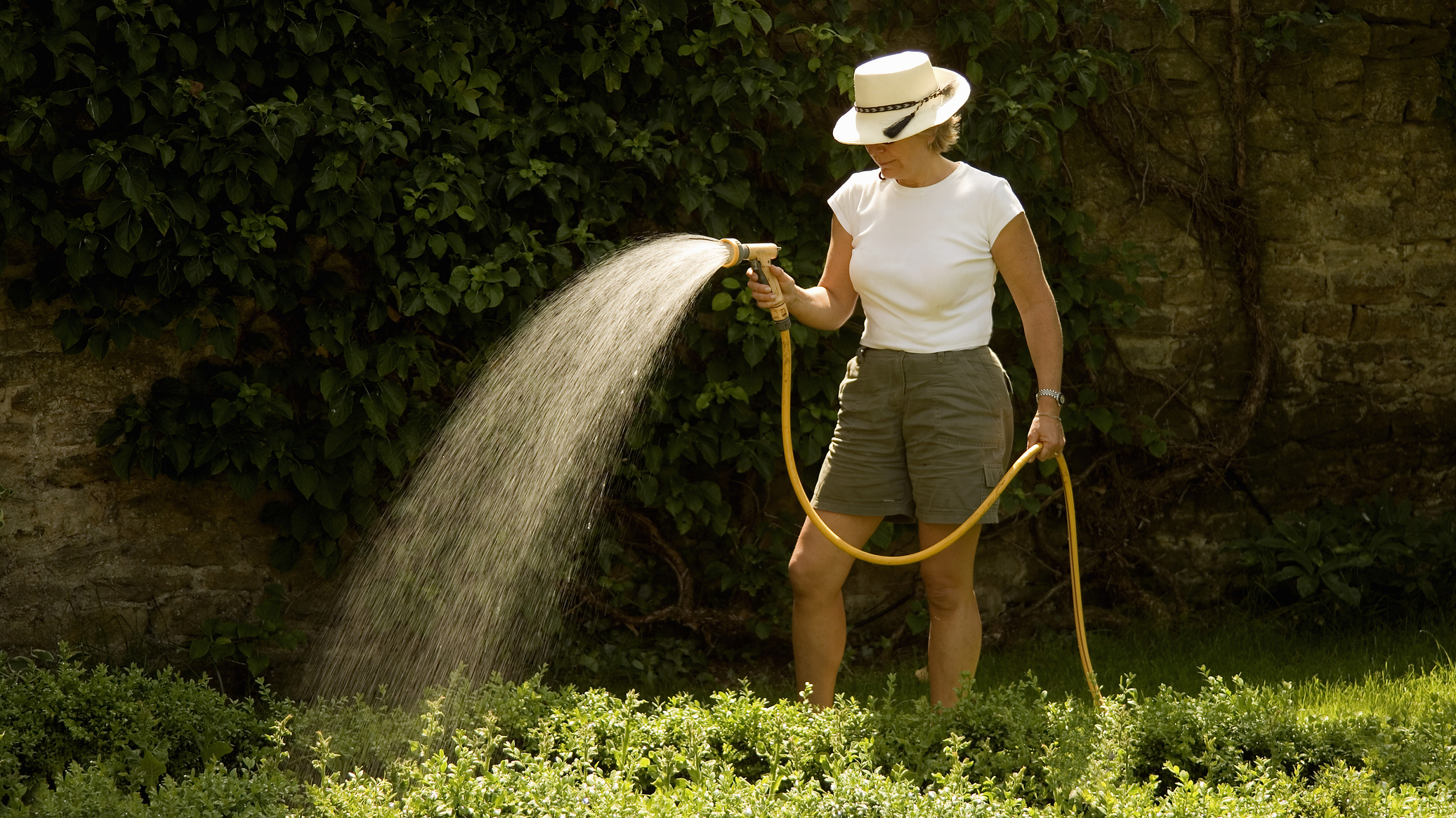 How to protect your garden and plants during a heat wave
