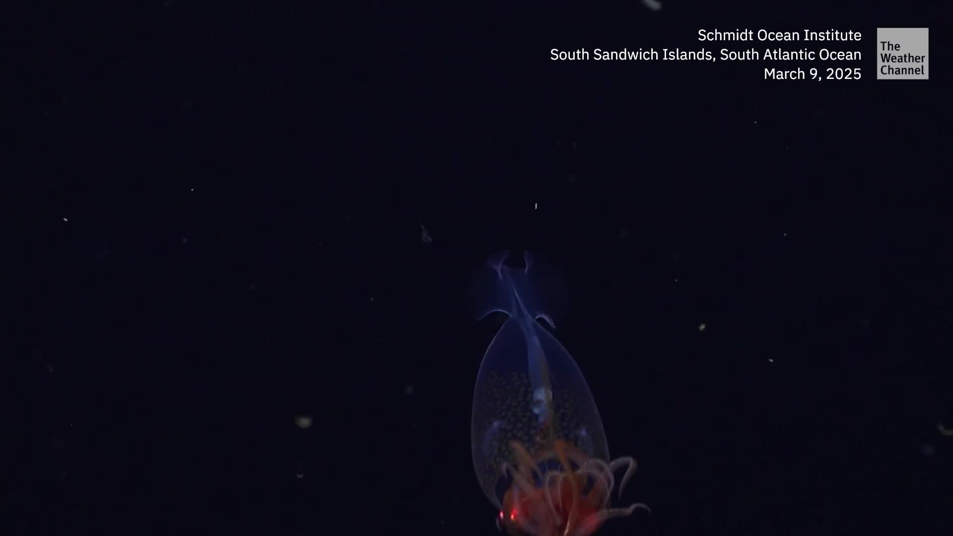 A Deep-Sea First: Colossal Squid Filmed In Natural Habitat
