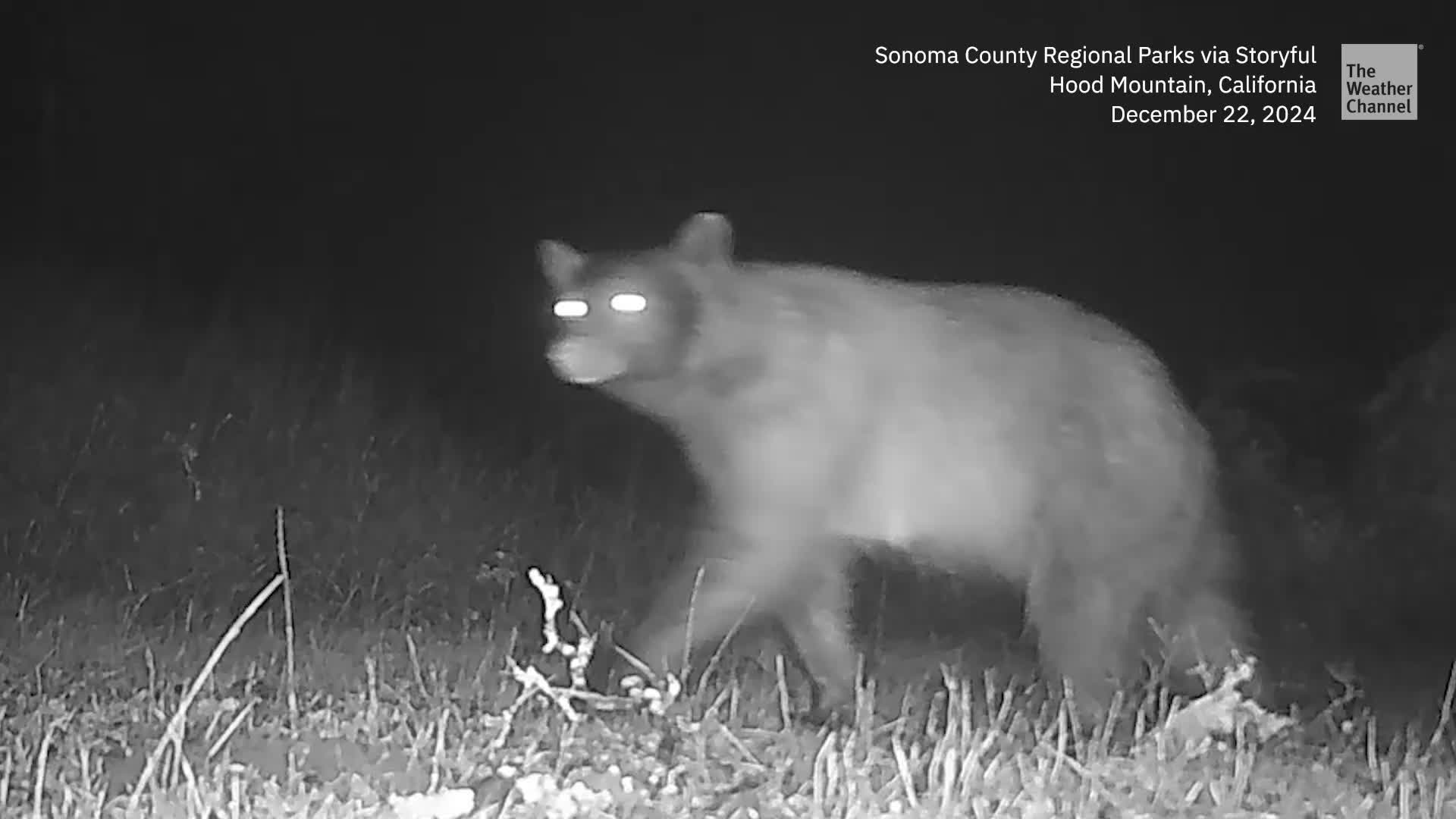 A First: Black Bear Cubs On Camera At This California Park