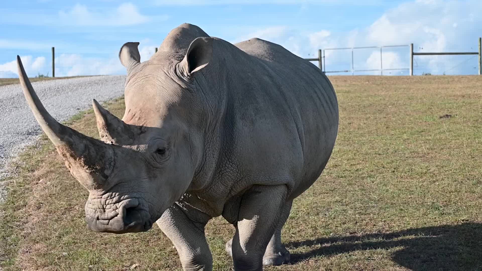 A Genetics Breakthrough Could Save Rare Rhino Species