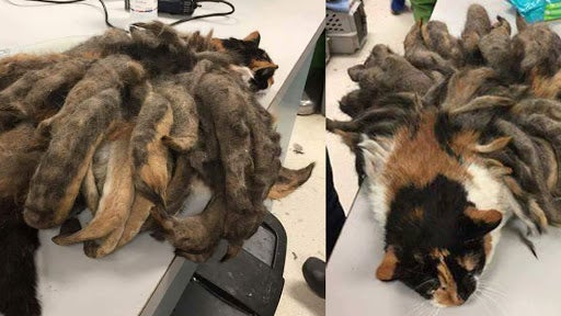 A Hair Cut Saved This Cat