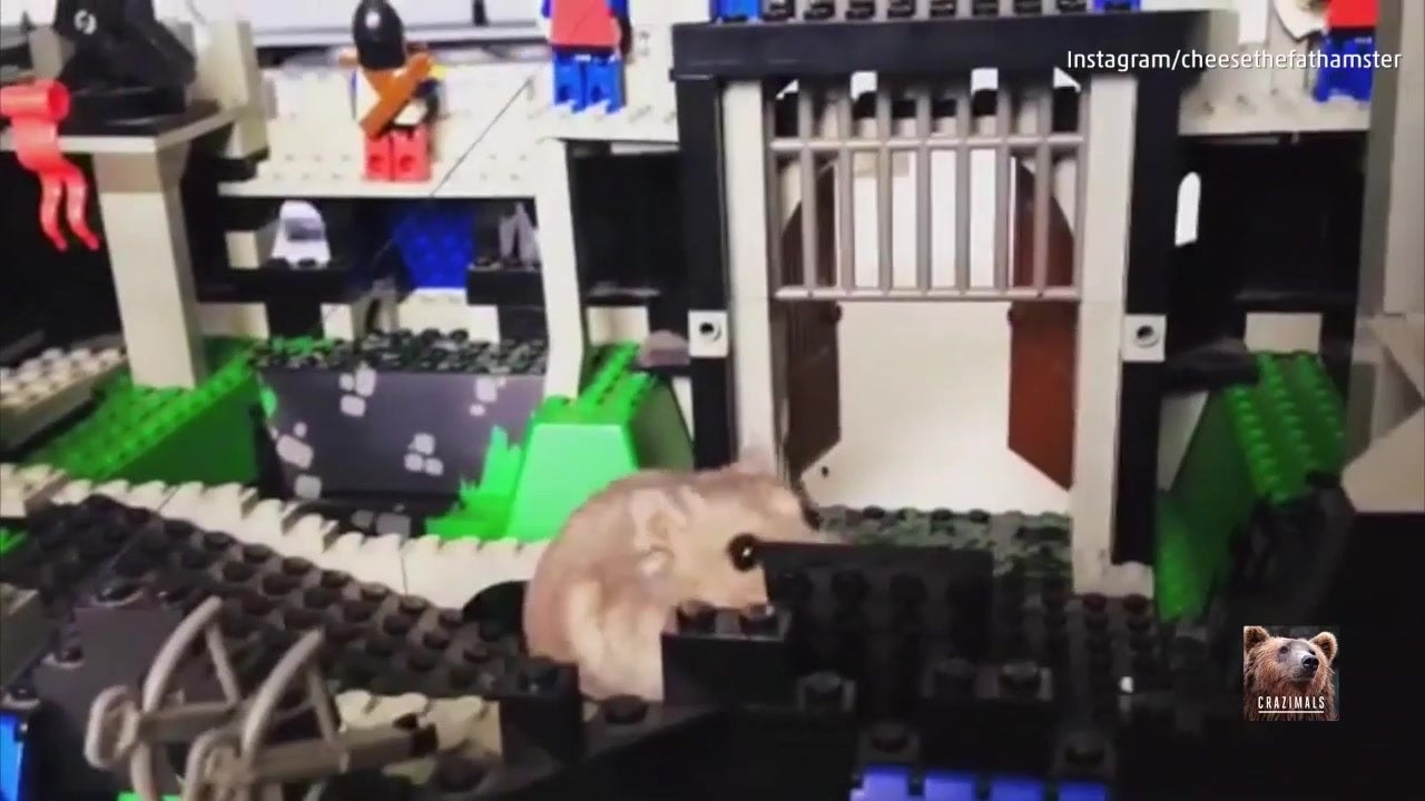 A Hamster Plays in a Lego Town